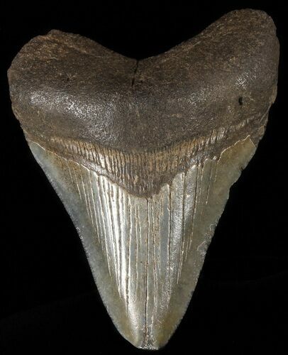 Fossil Megalodon Tooth - Georgia #65724